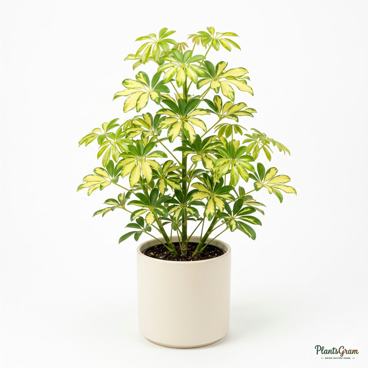 Potted Dwarf Umbrella plant (Schefflera Variegated)