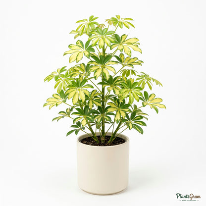 Potted Dwarf Umbrella plant (Schefflera Variegated)