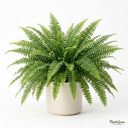 Fern (Green)