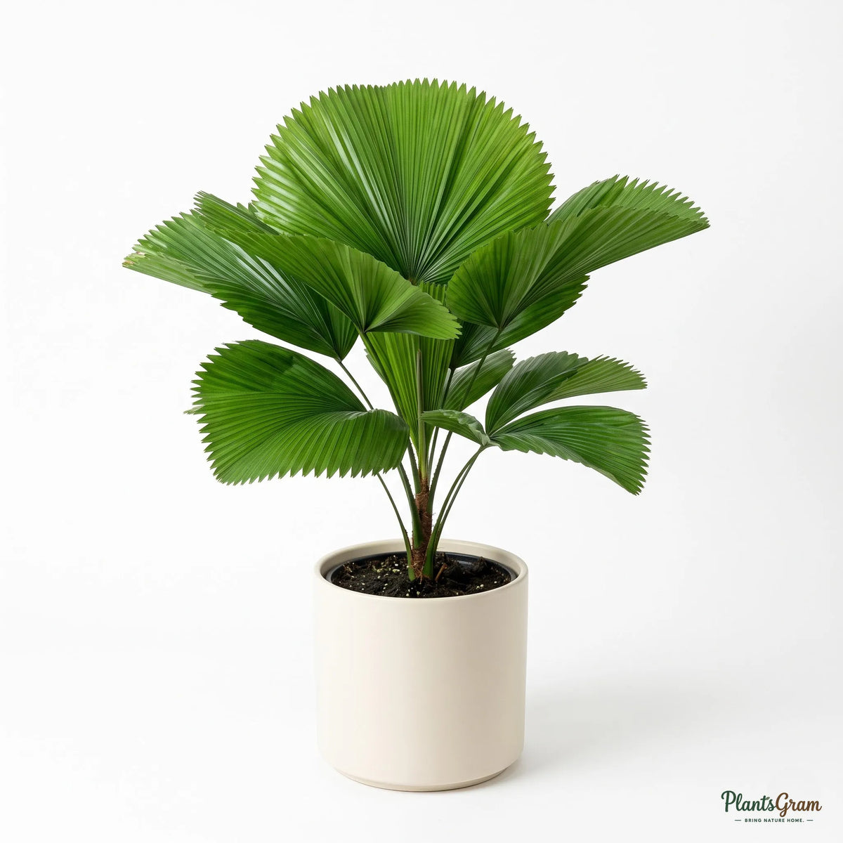 Table Palm - Miniature Fan Palm