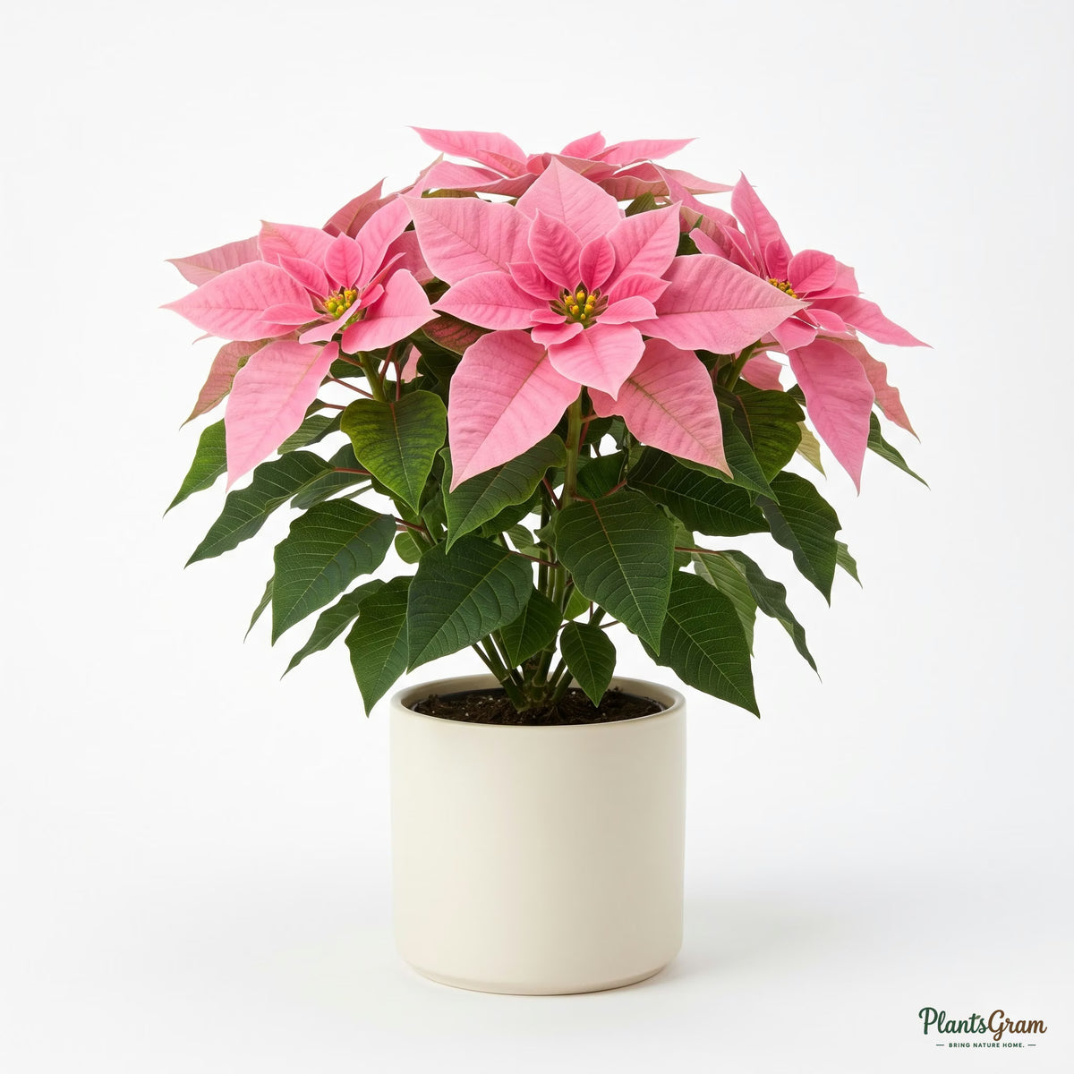 Potted pink poinsettia plant