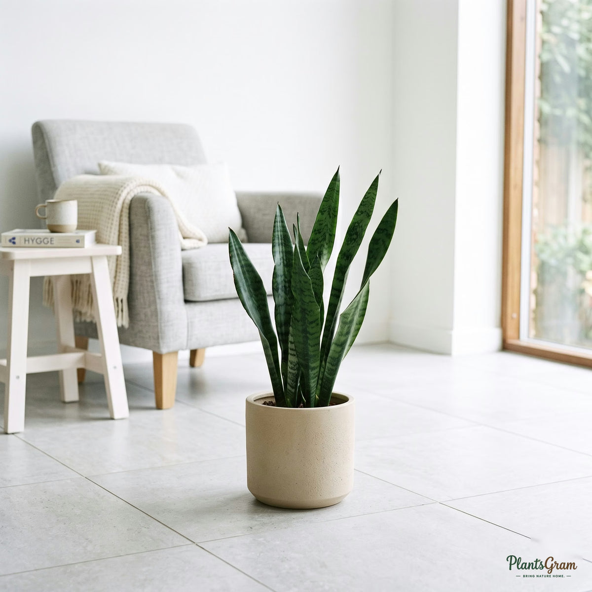 Potted Sansevieria Green Snake Plant on tiled floor