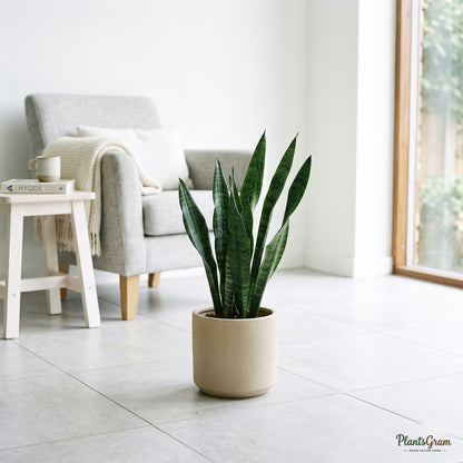 Potted Sansevieria Green Snake Plant on tiled floor