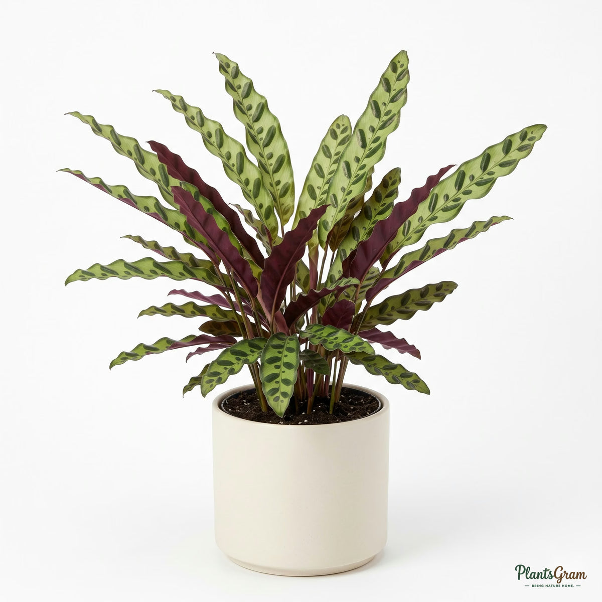 Potted Marantha Lancifolia (Rattlesnake plant)