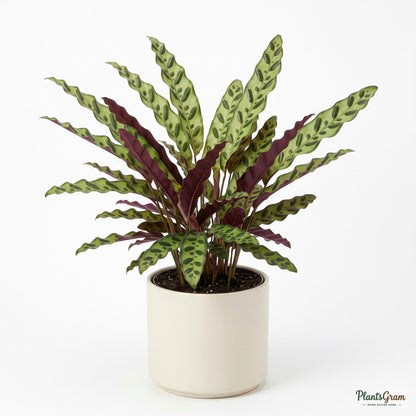 Potted Marantha Lancifolia (Rattlesnake plant)