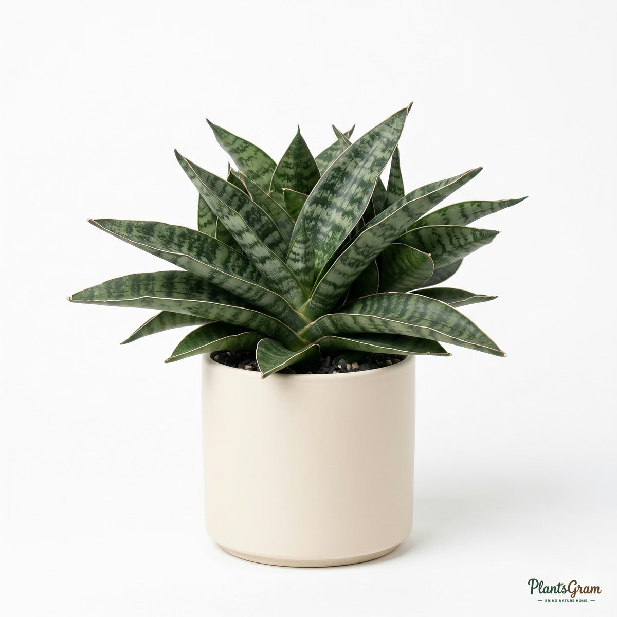 Potted Sansevieria Trifasciata snake plant in a planter
