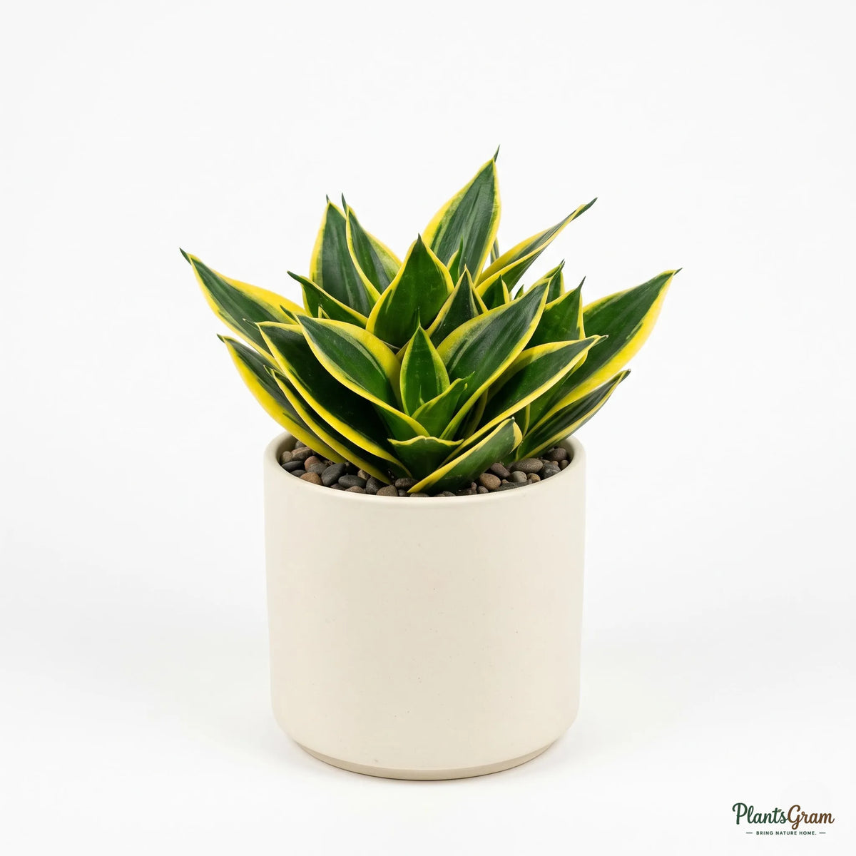 Snake Plant Dwarf (Sansevieria trifasciata 'Golden Hahnii')