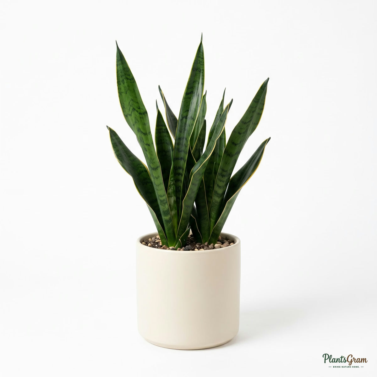 Potted Snake Plant on a white background