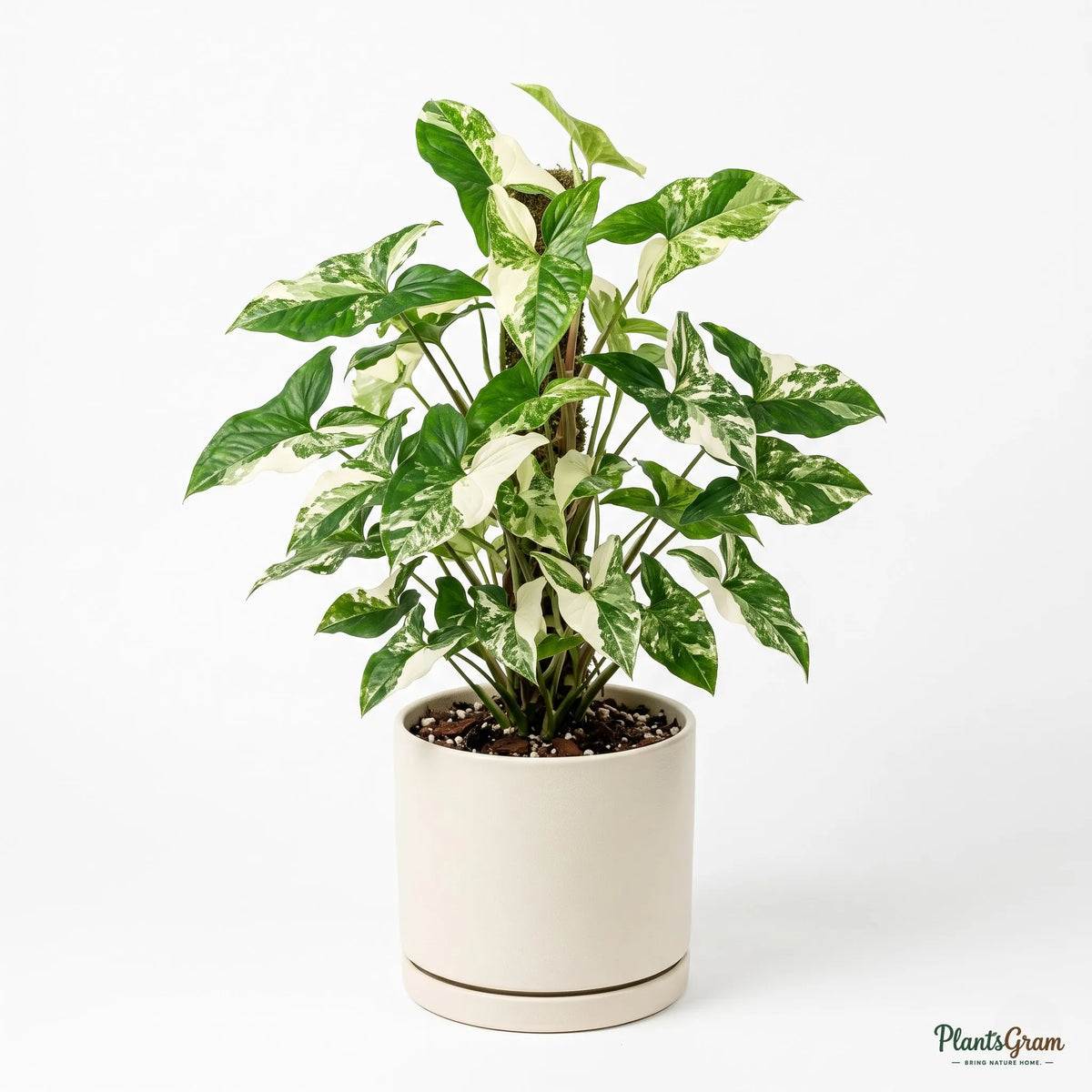 Arrowhead Vine - Variegated (Syngonium podophyllum)