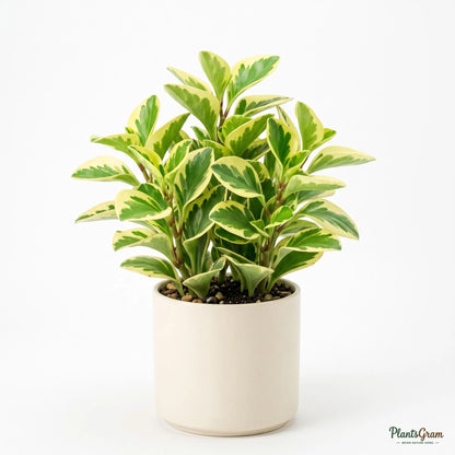 Peperomia Variegated Bicolor Plant