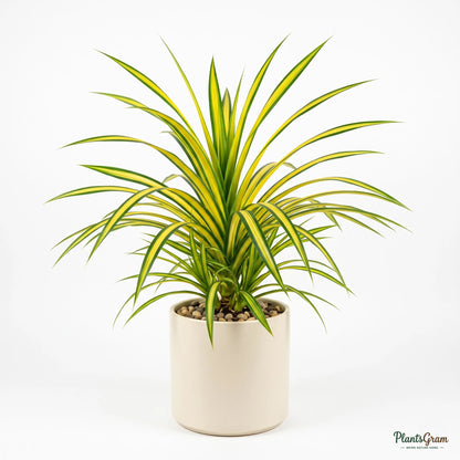 Pandanus Yellow (Variegated Screw Pine)