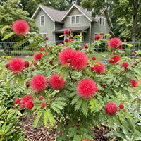 Powderpuff (Red / Calliandra) - Calliandra haematocephala