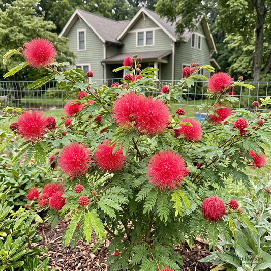 Powderpuff (Red / Calliandra) - Calliandra haematocephala