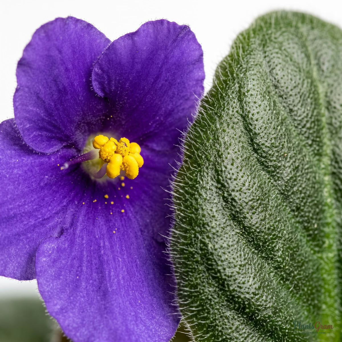Close-up of purple African Violet flowers