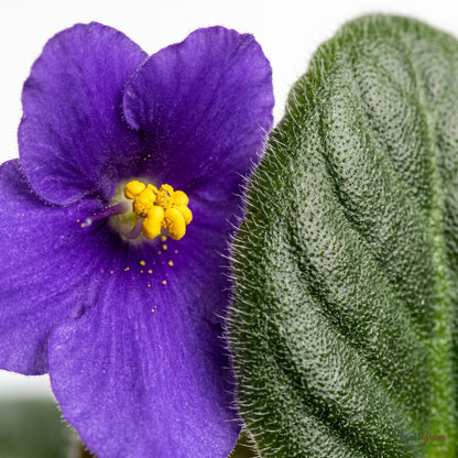 Close-up of purple African Violet flowers