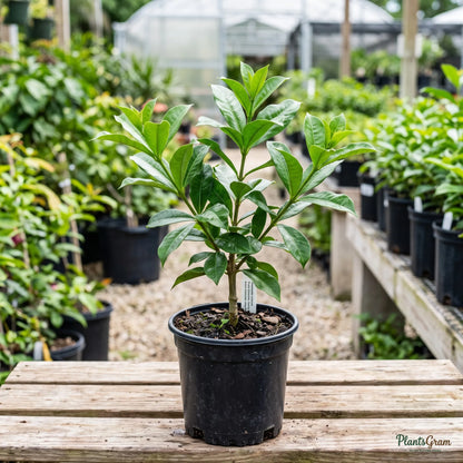 Allamanda (Purple / Violet) - Allamanda violacea