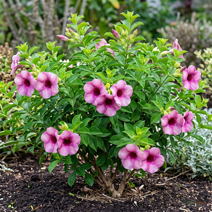 Allamanda (Purple / Violet) - Allamanda violacea