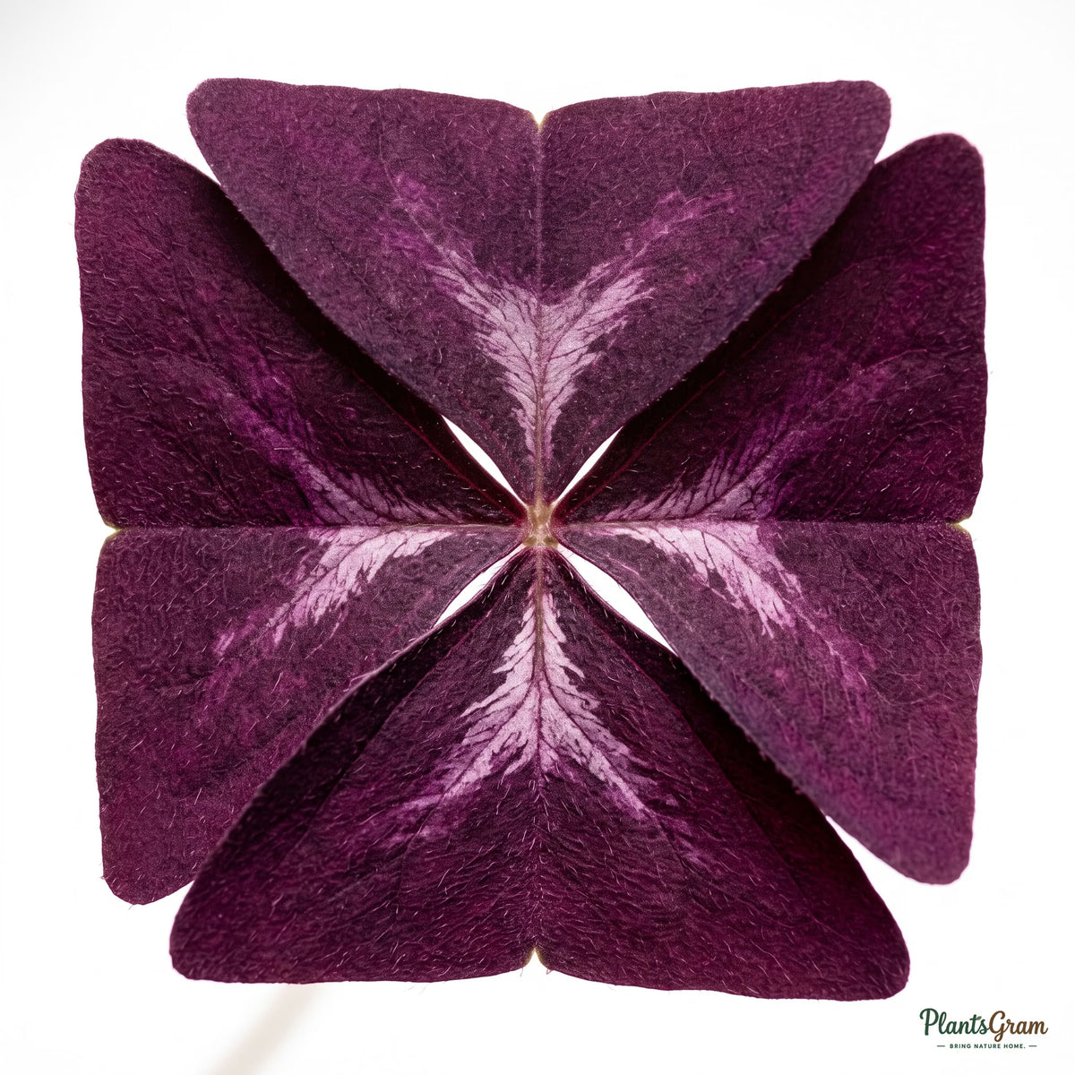 Close-up of purple butterfly-shaped Oxalis Triangularis leaves