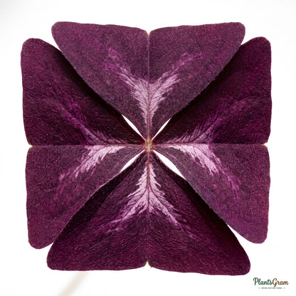 Close-up of purple butterfly-shaped Oxalis Triangularis leaves