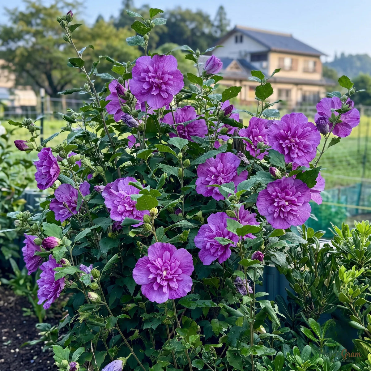 Hibiscus (Purple Double) - Hibiscus rosa-sinensis