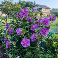 Hibiscus (Purple Double) - Hibiscus rosa-sinensis