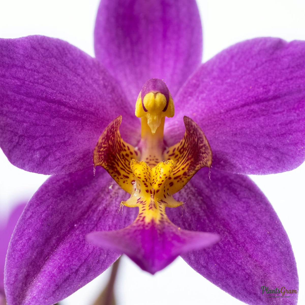Purple ground orchid flower close-up in bloom