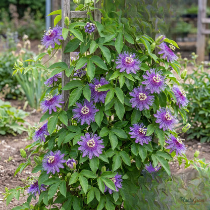 Passion Flower Purple (Passiflora incarnata) - Flowering Vine