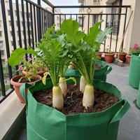 Radish White Long Seeds – F1 Hybrid