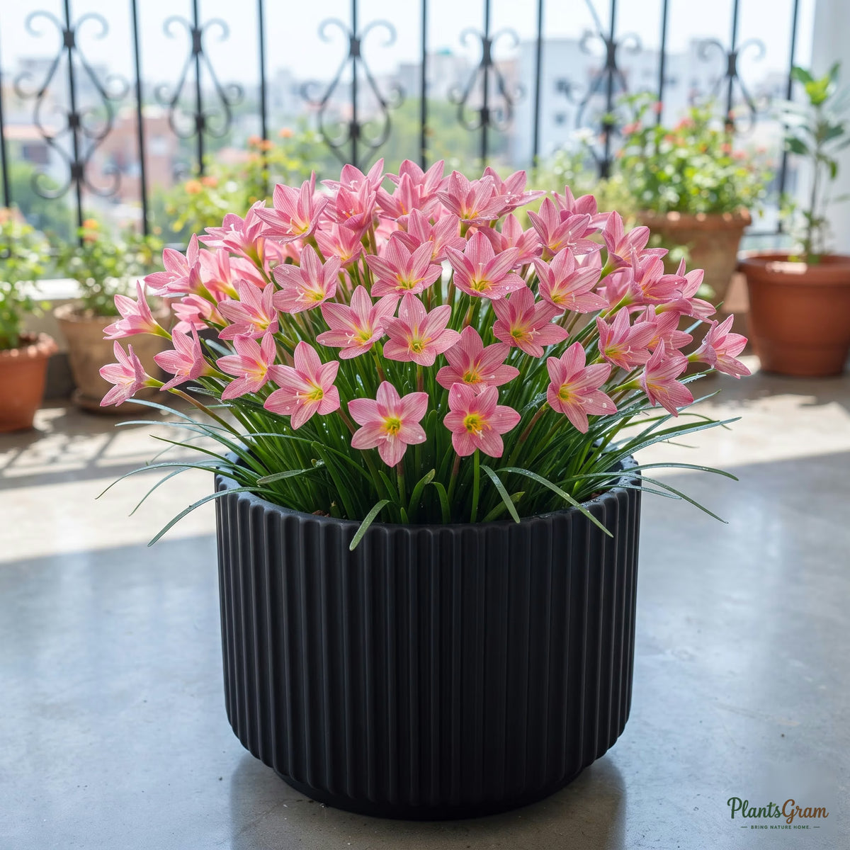 Madame Butterfly pink rain lily blooming in a pot