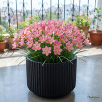 Madame Butterfly pink rain lily blooming in a pot