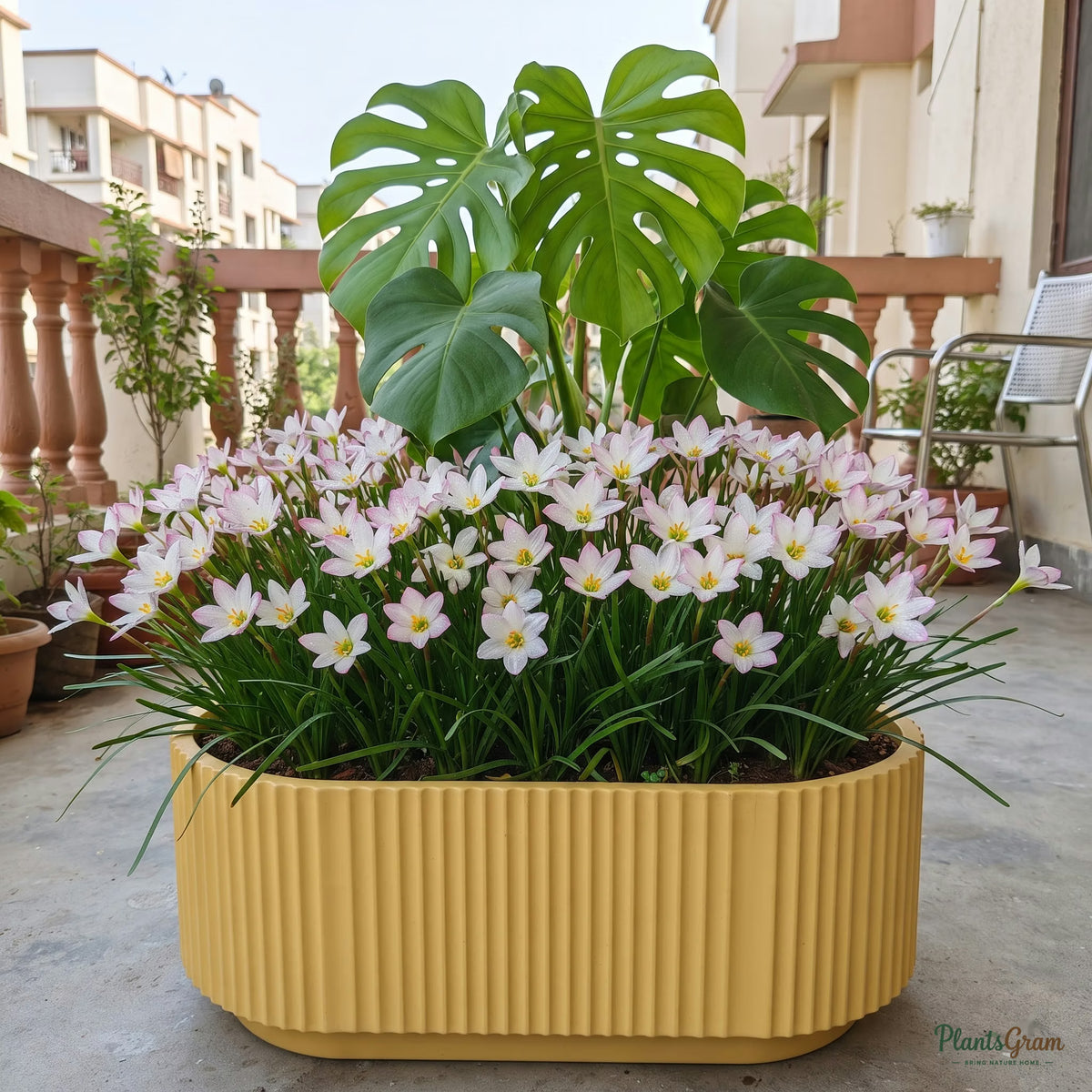 Rain Lily Flower Bulbs (Rounded) growing in a pot