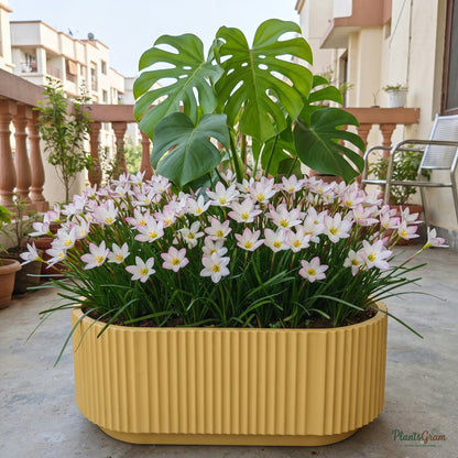 Rain Lily Flower Bulbs (Rounded) growing in a pot