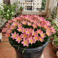 Small Hybrid Rain Lily Zephyranthes Flower Bulbs