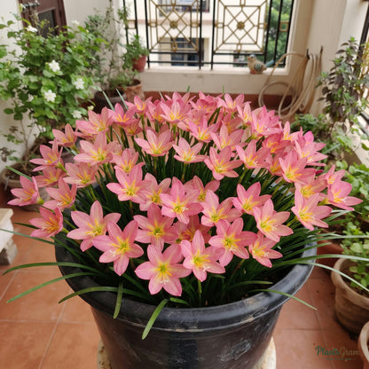 Small Hybrid Rain Lily Zephyranthes Flower Bulbs