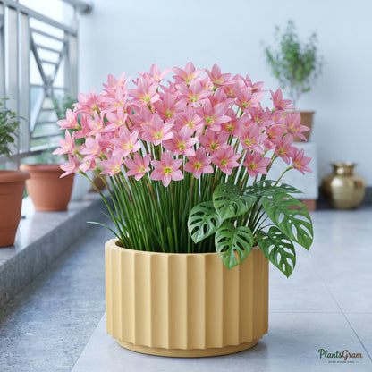 Rain Lily Flower Bulbs (Java) growing in a pot