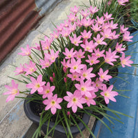 Pim Chompoo pink rain lily blooming in a pot