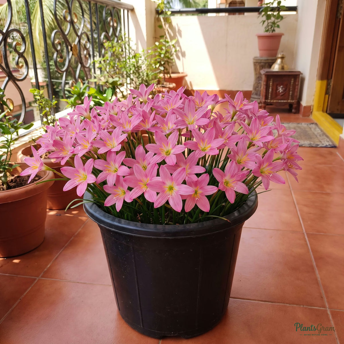 Rose Perfection pink rain lily blooming in a pot