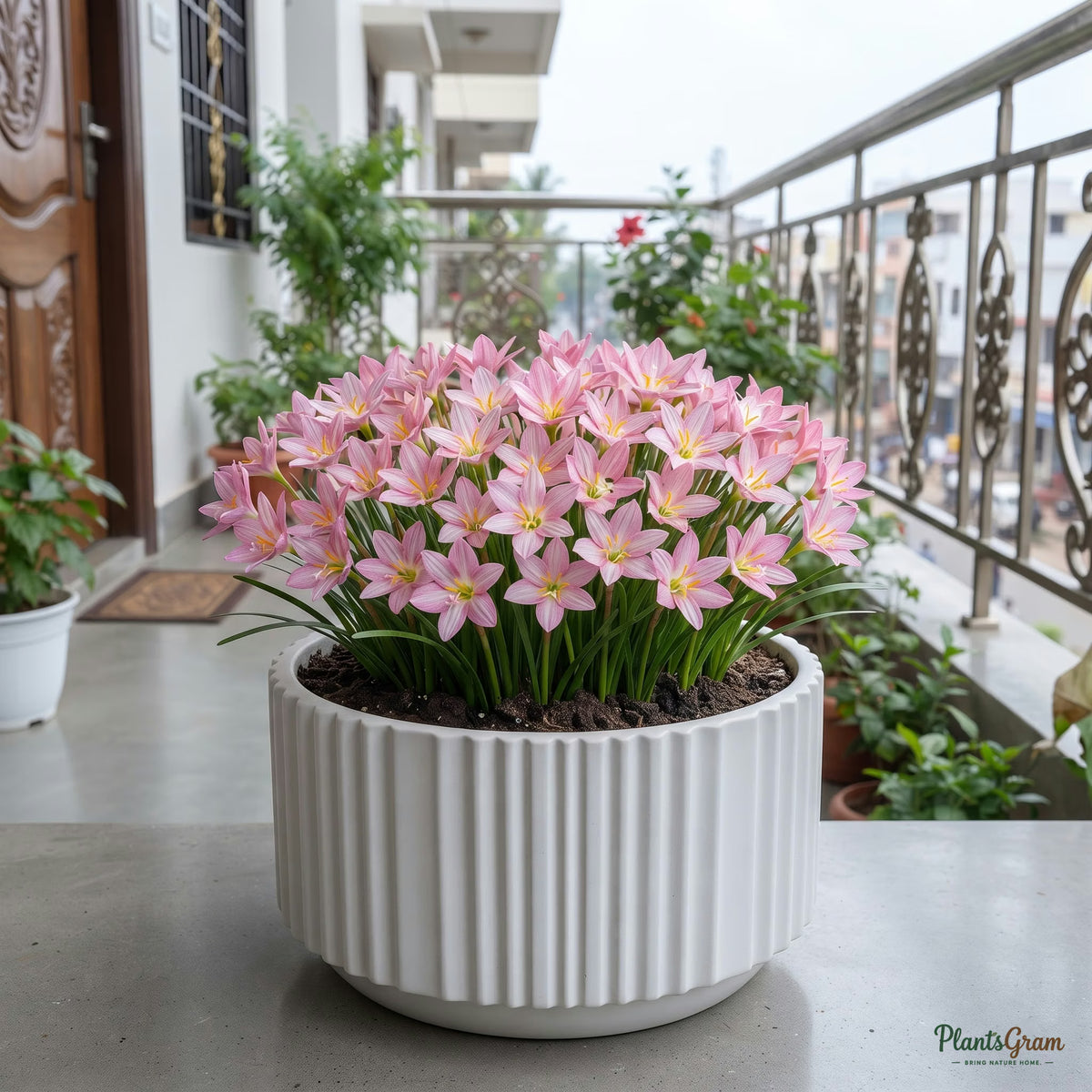 Fidelity Charm rain lily blooming in a pot