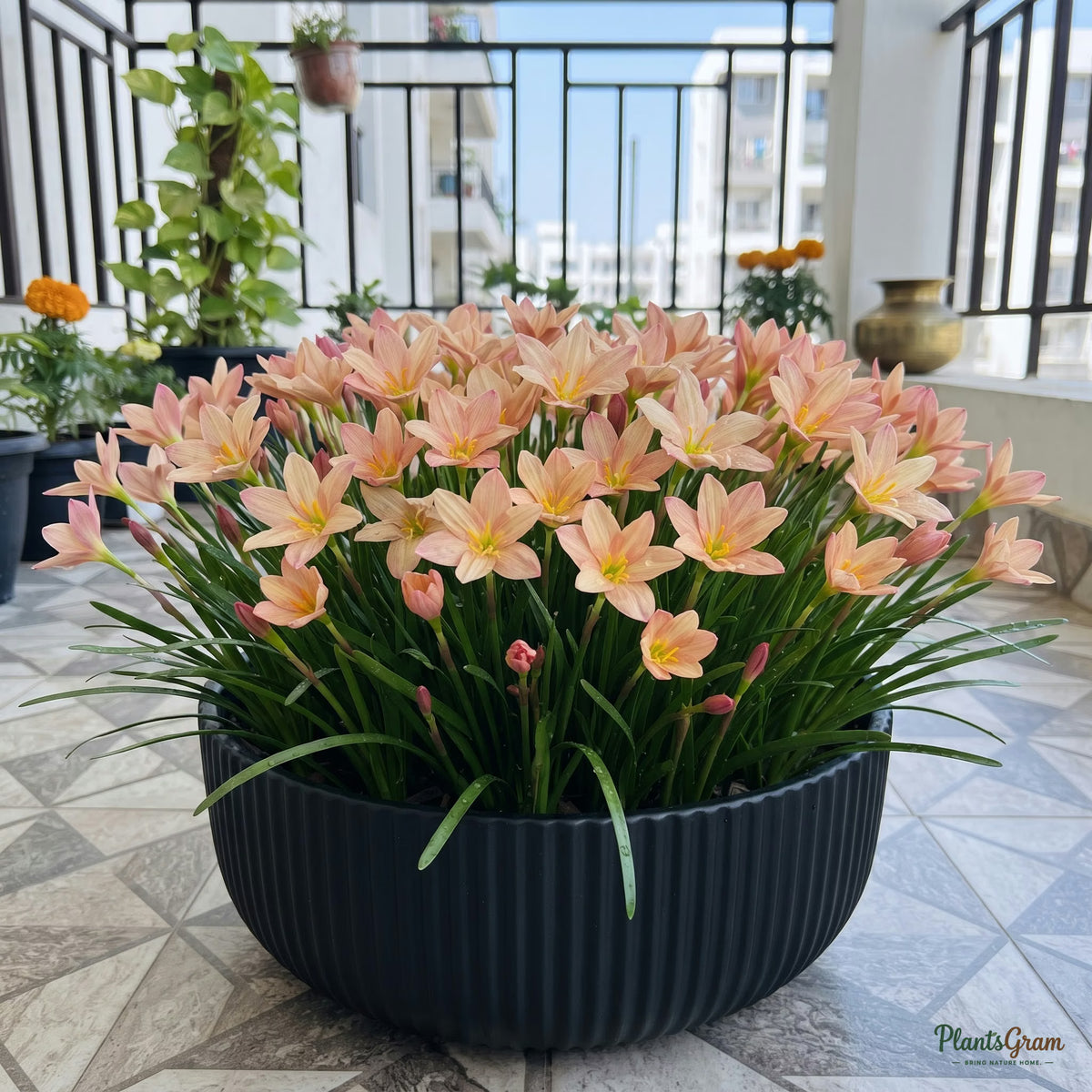Rain lily (Zephyranthes) plant blooming in a pot