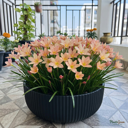 Rain lily (Zephyranthes) plant blooming in a pot