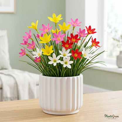 Rain Lily plant in bloom, potted
