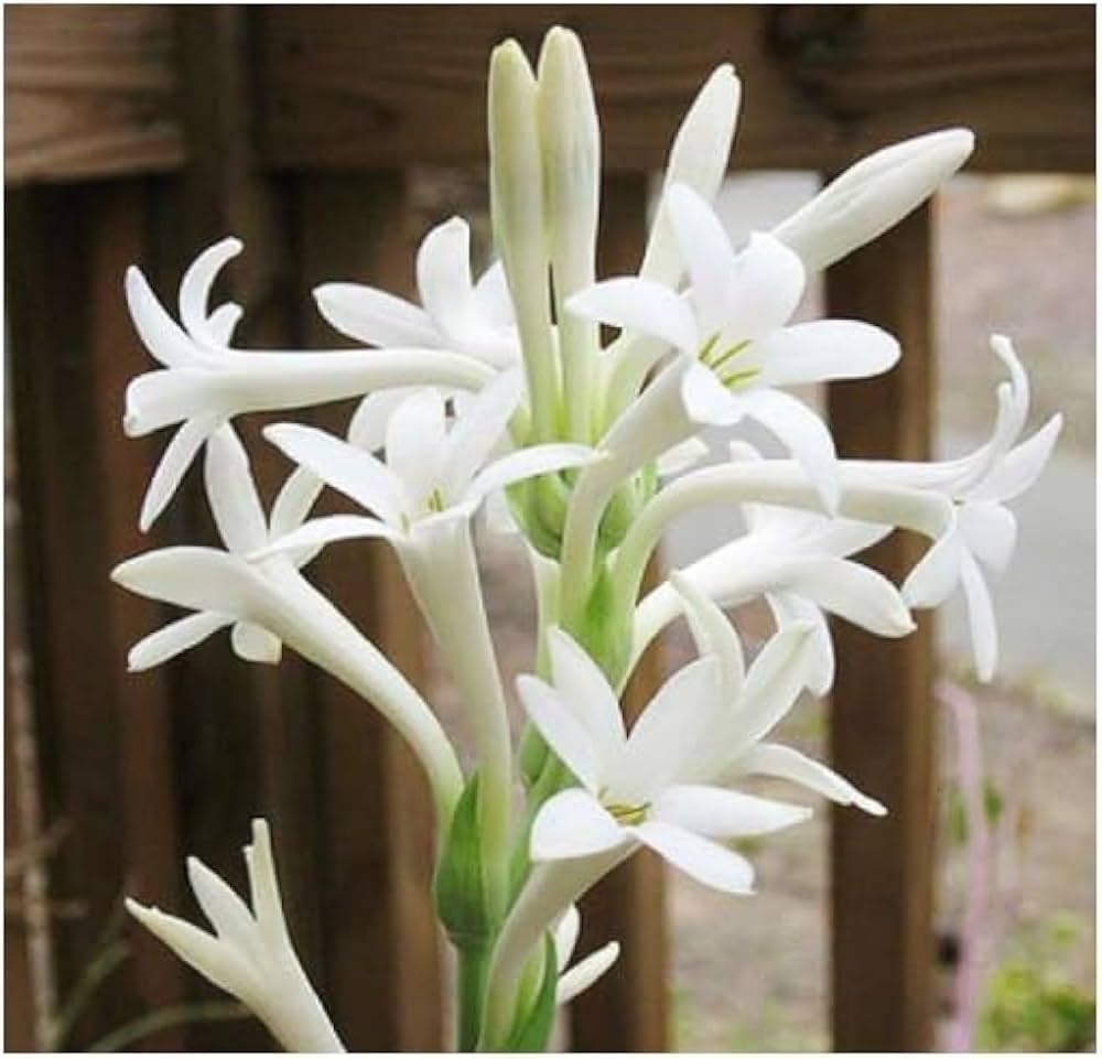 Rajnigandha Tuberose Premium Flower Bulbs