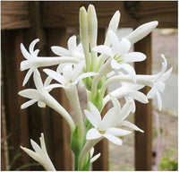 Rajnigandha Tuberose Premium Flower Bulbs