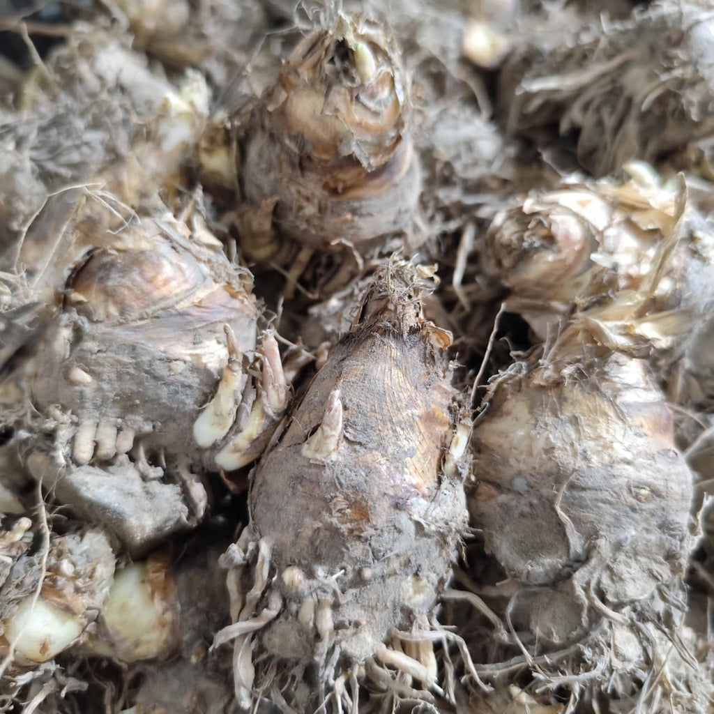 Rajnigandha Tuberose Premium Flower Bulbs
