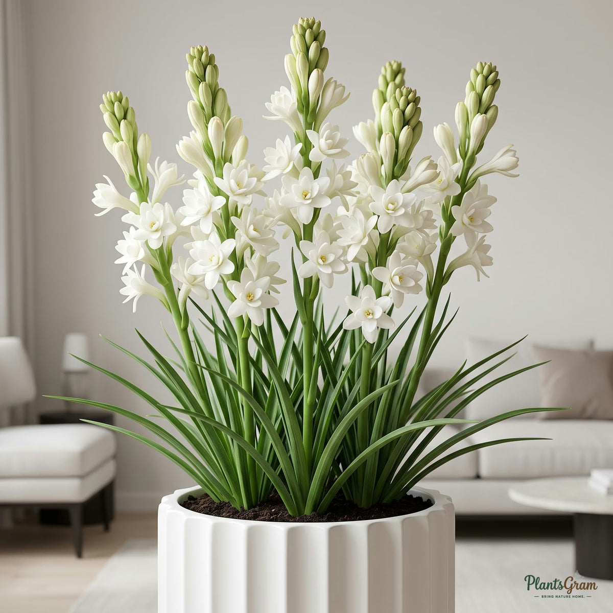 Rajnigandha Tuberose Flower Bulbs (Premium) growing in a pot