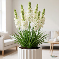 Rajnigandha Tuberose Flower Bulbs (Hybrid) growing in a pot