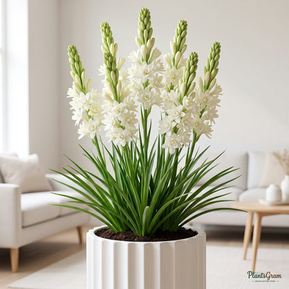 Rajnigandha Tuberose Flower Bulbs (Hybrid) growing in a pot