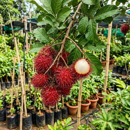 Rambutan (Nephelium lappaceum)