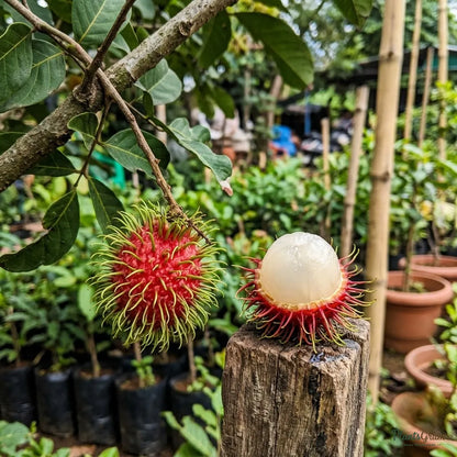 Rambutan (Nephelium lappaceum)
