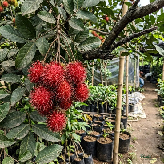 Rambutan (Nephelium lappaceum)